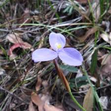 Image result for Zornia pratensis