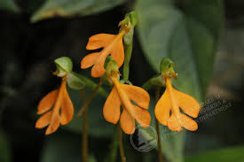 Image result for Habenaria nyikana