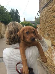 Hrch uh troddenmills good to go x hr imperials electric barbarella. My Fox Red Lab At 9 Weeks Old Cute Lab Puppies Red Labrador Fox Red Labrador