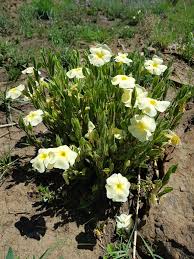 Image result for Thunbergia pynaertii