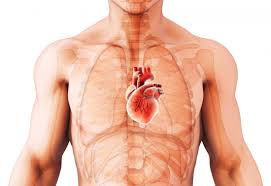 The base of the heart is against the third rib. Cardiomegaly Diagnosis Treatment And Prevention