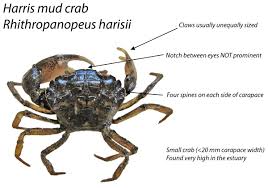 Odfw Recreational Crab Fishing Crab Id