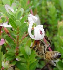 There are 162 oem, 129 odm, 10 self patent. How Cranberries Grow Pollination Massachusetts Cranberries