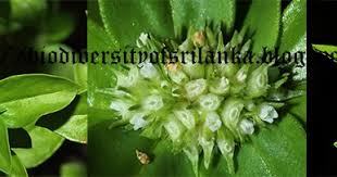 Image result for Spermacoce mauritiana