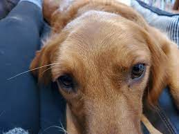 Dog Only Has Eyebrow Whiskers On One Side Mildlyinteresting
