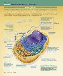 Biologia Campbella Podrecznik Animal Cell Plant Cell Plants