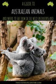 How To See Amazing Australian Animals In Queensland Koala Bear Australian Animals Bear Stuffed Animal