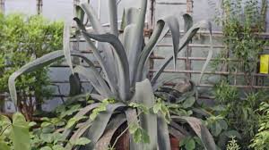Image result for Aloe canis