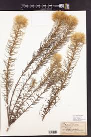 Image result for Helinus spartioides