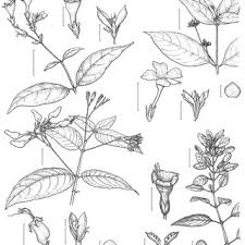 Image result for Justicia sp. A cf. engleriana