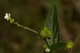 Image result for Caperonia