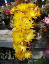 Zobacz słowa utworu got a lotta love wraz z teledyskiem i tłumaczeniem. Pin By Alice On Shoes Cactus Plants Cactus Flower Cacti And Succulents
