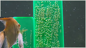 Jun 25, 2021 · eggs to collect. How Long Does It Take For Fish Eggs To Hatch Fish Tank Master