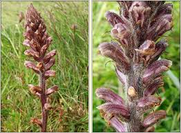 Image result for Orobanche minor