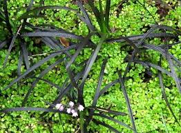 Mondo grass is an ornamental grass in the asparagus family. Like The Combo Black Mondo Grass Ophiopogon Planiscapus Nigrescens And The Ground Cover Baby S Tears Soleirolia Black Flowers Black Garden Mondo Grass