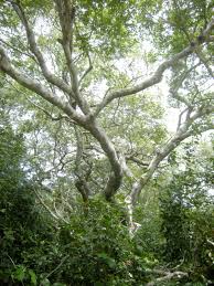 Image result for Brachylaena huillensis