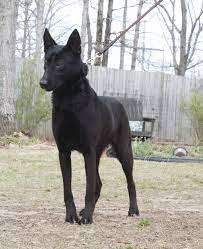 The belgian malinois should not be brindle. Black Malinois Belgian Malinois Dog Black Dogs Breeds Malinois Dog
