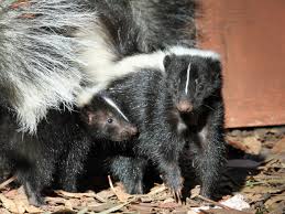 Beware the foul, the fishy, the funky, and the skunky. How To Get Rid Of Skunks Lawnstarter