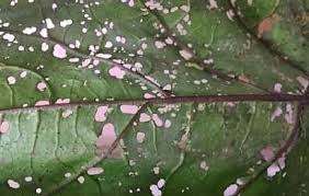 症状からわかるナスの害虫 農業 ガーデニング 園芸 家庭菜園マガジン Agri Pick