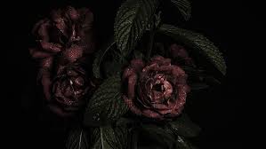 Are you looking for red roses with black background? Hd Wallpaper Brown Roses Leaves Freshness Studio Shot Black Background Wallpaper Flare