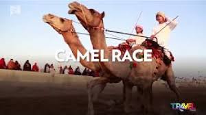 Camel racing is an exciting sport where camels and their owners congregate at racetracks around the country. Travel Oman Camel Racing An Integral Part Of Oman S Tradition Times Of Oman