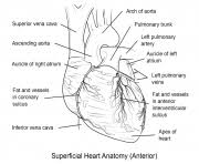This page discusses the heart anatomy. Anatomy Coloring Pages To Print Anatomy Printable