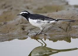 White Browed Wagtail Motacilla Maderaspatensis Pet Birds Wagtail Wild Birds