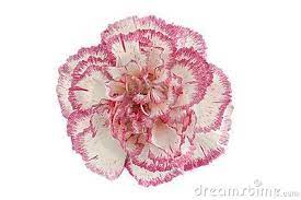 Pink And White Carnation Flower Head Carnation Flower White Carnation Birth Month Flowers