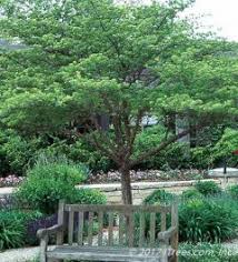 Welcome to the famous dave's garden website. Thornless Cockspur Hawthorn