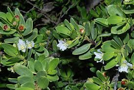 福星花園 水芫花 plants blog posts blog