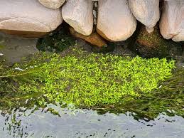 Image result for Elatine