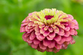 Zinnia The Flowers Come In Bright Colors Charismatic Planet Zinnia Flowers Flower Meanings Zinnias
