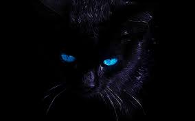 , black cat hd desktop wallpaper widescreen high definition 1920×1080. Black Cat Wallpaper 7
