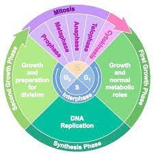 Cell Cycle Bioninja