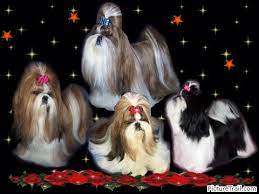 He is healthy, smart and very connected with people. Shih Tzu Puppies Teacup Shih Tzu Shih Tzu For Sale Breeder Teacup Miniature Toy