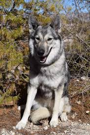 Tamaskan Dogs — Wolfdogs of the Ebon Blade