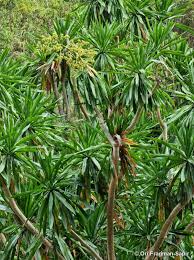Image result for Dracaena steudneri