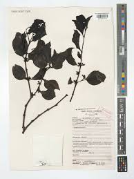 Image result for Viscum congolense