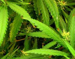 Leaves with small brown areas along their edges or tips still produce energy for the plant through photosynthesis. Why Are Leaf Tips Brown Burnt Or Yellow Grow Weed Easy