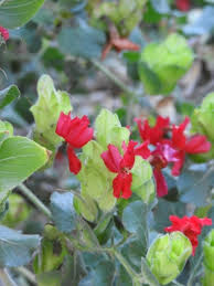 Image result for Petalidium bracteatum