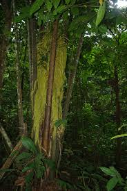 Image result for Raphia ruwenzorica