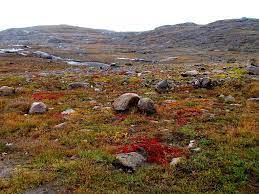 Miner Seeks To Advance Exploration On Alaskan Prospect Arctic Tundra Boreal Forest Tundra