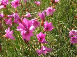 Image result for Dierama cupuliflorum