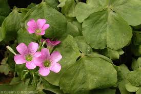 Image result for Oxalis debilis