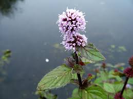 Image result for Mentha aquatica