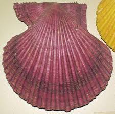 Image result for Cleistochlamys