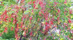 Image result for Pithecellobium