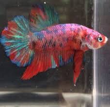 Pin By Kanchana Saisiriporn On Beautiful Betta Fish Betta Fish Betta Fish