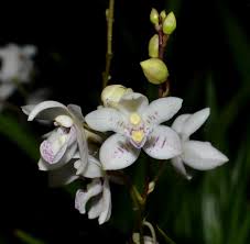 Image result for Ottelia kunenensis