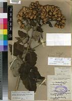 Image result for Vernonia ringoetii